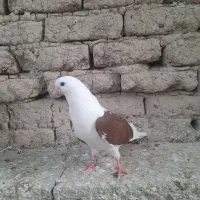 کبوتر دوکت سرخ نوک ریز