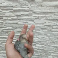 کوتوله مست عروس هلندی مست