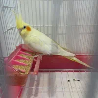 عروس هلندی