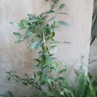 ۷گلدان ارامیس حراج