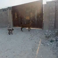 30000000|حیوانات مزرعه|بندر کنگان, |دیوار