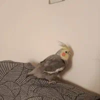 عروس هلندی و فنچ