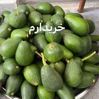 اووکادو اواکادو اوکادو