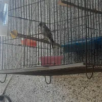 سهره ۱۰ ماه