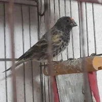 گلبسر پرنده