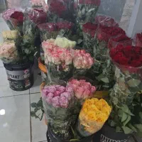رز هلندی ممتاز تمام رنگ ها فقط شاخه ای ۷۸