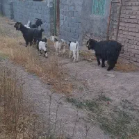 بز زاییده