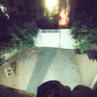 تقبل گربه