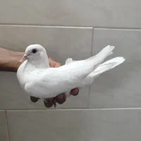 کفتر