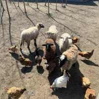 ۳تابره ۱۰ماه نررومانوف ویک ماده رومانوف