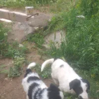 2 شااه توله قهدریجانی اصل از پدر ومادر اصیل