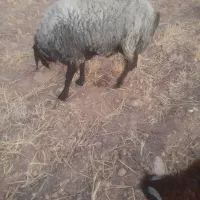 قوچ شال جوان