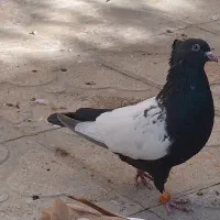 کبوتر کفتر سینه سرکه ای و زرد