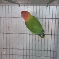 طوطی برزیلی . عروس هلندی