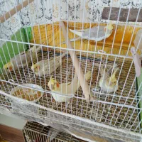 عروس تعداد وجفت