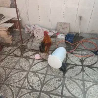 خروس محلی