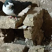 کفتر|پرنده|مشهد, موعود|دیوار