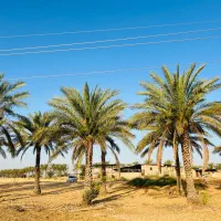 نخل کرج مناسب با اب و هوای کرج