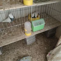 قفس کبوتر