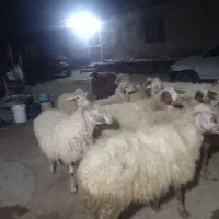 گوسفند  کوزلی کوین