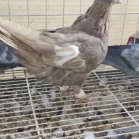 سه تا ماده سرک