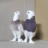 کلفه کاکل پاپر آلیام