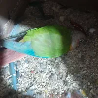 پرنده