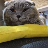 اسکاتیش نر بلو