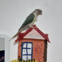 طوطی گرینچیک