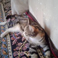 گربه بازی گوش فروشی