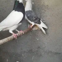 ۱۵ تا  کفتر  یکجا