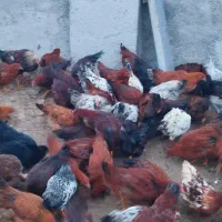 مرغ و خروس محلی تخمگذار