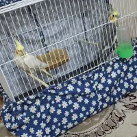 یک جفت عروس هلندی