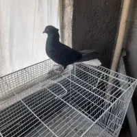 کبوتر زاغ دم سفید