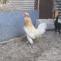 خروس