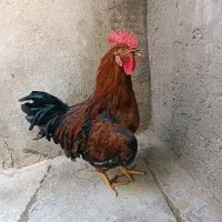 خروس دو عدد