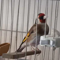 سهره جوجه قفس دهن لر