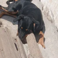 توله دوبرمن دورگه