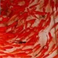 ماهی  ماهی قرمز طعمه