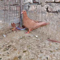 شکار