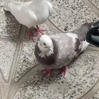 کبوتر|پرنده|سنندج, |دیوار