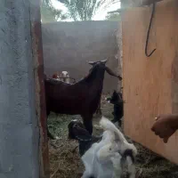 نری یک ساله