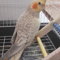 عروس هلندی نر