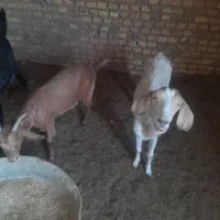 فروش