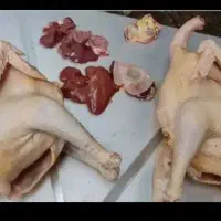 مرغ ، اردک ،غاز، بوقلمون محلی