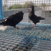 ۴ جفت دم سفید اول متن رو کامل بخون،