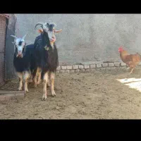 بز و بزغاله|حیوانات مزرعه|جوادآباد, |دیوار