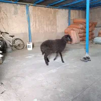 دوراس بره از شیر رگاه شده دو قلو