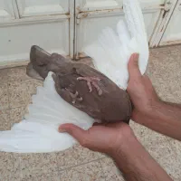 سینه ای و زرد دمسفید