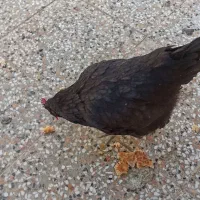 مرغ سیاه تخم گذار